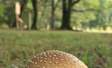 Виды ядовитых грибов мухоморов с фото и описанием